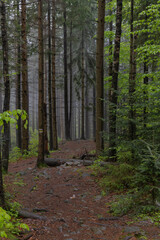 trail through a dense spruce forest