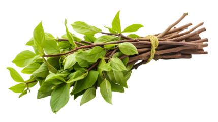 Shatavari Isolated on White Background for Herbal Supplements and Ayurveda Marketing