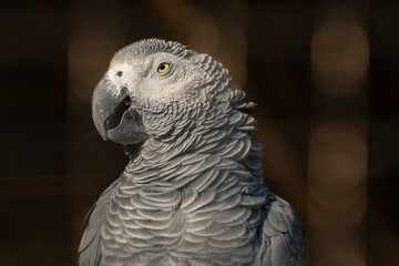 portrait of african grey parrot