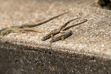 Four lizards on a still warm concrete stone. Selective focus. Horizontal shot.