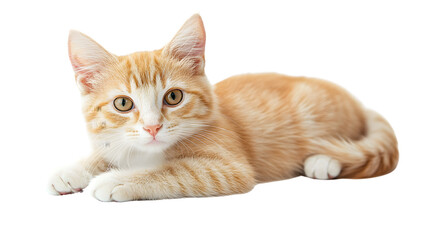 Obraz premium Elegant White and Red Cat Posing Alone on White Background