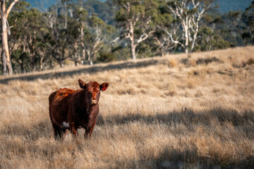 Beef cows and calves grazing on grass on a beef cattle farm in  Australia. breeds include murray...