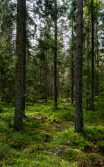 Naklejka premium Northern forest landscape in spring Wild deep forest.