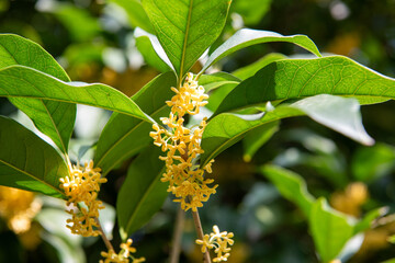 Beautiful scenery of osmanthus blooming in autumn