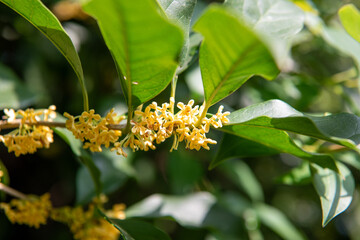 Beautiful scenery of osmanthus blooming in autumn