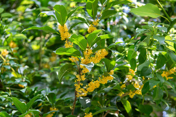 Beautiful scenery of osmanthus blooming in autumn