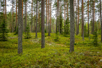 Obraz premium Northern forest landscape in spring Wild deep forest.