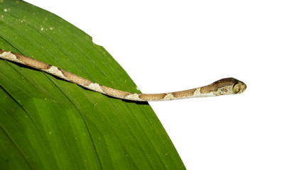 Blunt-headed Tree Snake (Imantodes cenchoa) resting on green leaf at night in tropical rainforest, Costa Rica