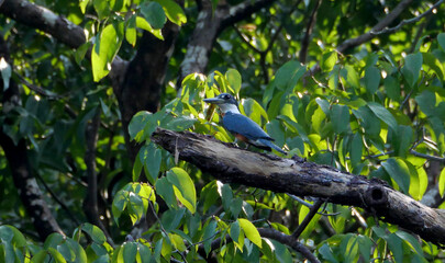 Ringed Kingfisher Megaceryle torquata perched on tree branch in lush green forest, Costa Rica