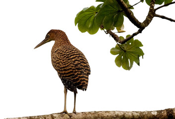Bare-throated Tiger Heron (Tigrisoma mexicanum) perched on tree branch with green leaves, Costa Rica