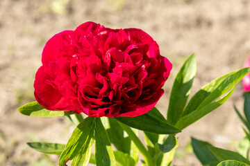 Vibrant red peony flower in full bloom.