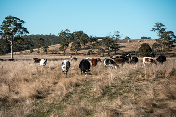 beautiful cattle in Australia  eating grass and hay.