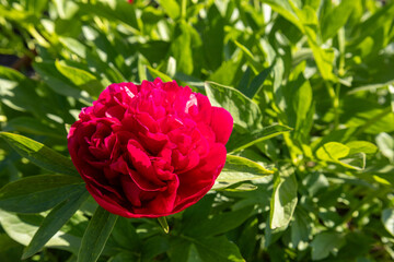 Bright red peony blossom surrounded by green foliage