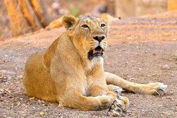 Eyes of young asiatic lioness seen sitting in Gir National Park Gujarat India