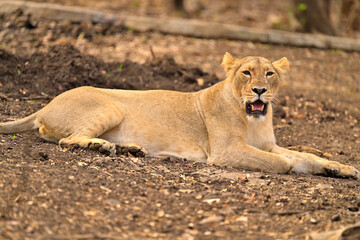 Lioness with fiercely eyes seen in Gir National Park Gujarat India