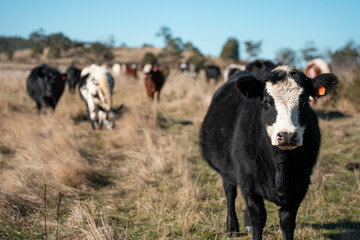Beef cows and calves grazing on grass on a beef cattle farm in  Australia. breeds include murray...