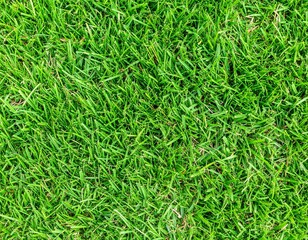 Grass pattern. Fresh spring green grass, green grass texture top wiev. Green grass texture background.	
