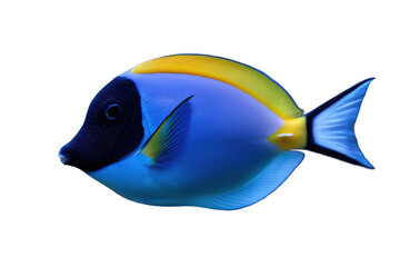 Fototapeta premium Vibrant Blue Tang Fish Image