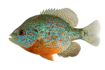 Naklejka premium Vibrant Pumpkinseed Sunfish