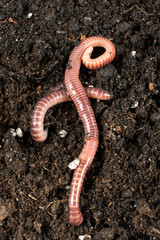 Top view of earthworm Eisenia fetida macro vertical shooting