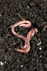 Earthworm on Soil Close-Up Macro View