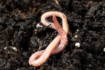 Earthworm on Soil Close-Up Macro View