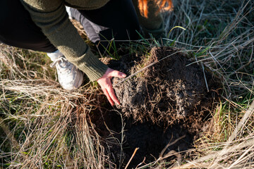 female farmer in a field learning about pasture. studying crops in a field, studying a soil and plant with cows storing carbon