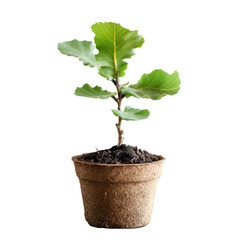 Young plant growing in biodegradable pot on black background