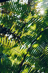 Group background of dark green tropical leaves. Green leaves pattern background. Green leaf texture,