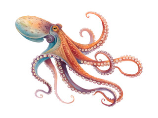 Fototapeta premium An octopus on a white background