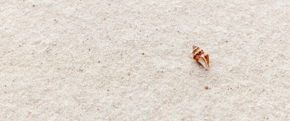 Shell on sandy beach, Seashell on the sand  on the coast top view,  copy space, seaside resort holiday background
