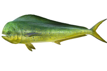 Naklejka premium Majestic Mahi-Mahi Ocean Jewel