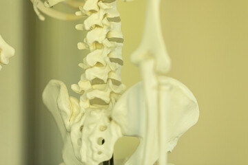Obraz premium Close-up of anatomical model showing lumbar spine, pelvis, and sacrum. Ideal for medical, educational, or scientific use.