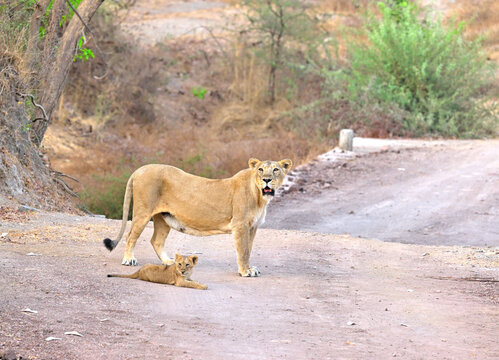 Eyes of lioness standing with its cub from Gir National Park Gujarat India