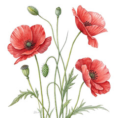 Obraz premium Watercolor painting of red poppy flowers and buds isolated on transparent background, illustration