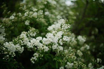 Spiraea Prunifolia f. simpliciflora, commonly known as Bridalwreath Spiraea, is a delightful flowering shrub that graces gardens with its ethereal beauty