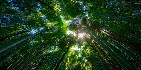 Dense bamboo forest from below: tall green stalks reach skyward. Sunlight filters through canopy, making bright sunburst, illuminating lush green leaves.