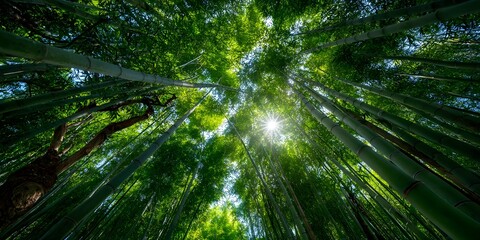 Dense bamboo forest from below: tall green stalks reach skyward. Sunlight filters through canopy, making bright sunburst, illuminating lush green leaves.