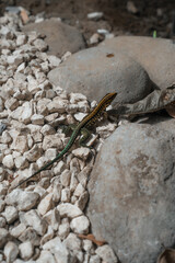 Costa Rica, Wildlife