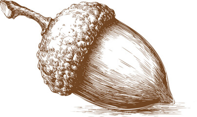 Detailed ink sketch of an acorn with textured cap and shading. Vector illustration
