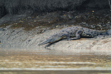 Costa Rica, Wildlife