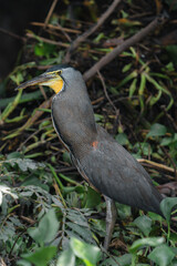 Costa Rica, Wildlife