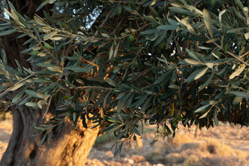Close-up of olive tree branches in golden sunlight, showcasing ripe olives among the leaves.