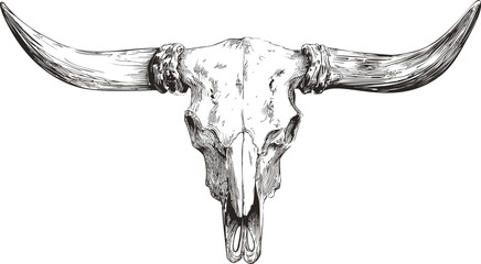 Detailed sketch of a longhorn skull with intricate line art illustration. Vector illustration