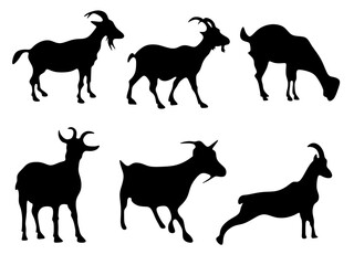 set of goat