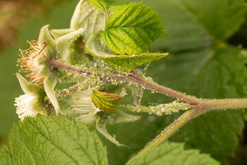 Close-up of green aphids infesting a raspberry plant.  Shows signs of infestation and potential...