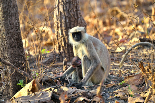 Eyes of female langur holding baby seen in Gir National Park Gujarat India