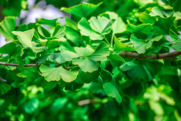 green gingko leave  for nature background.