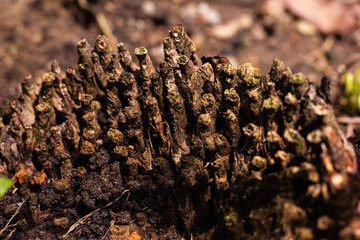 Close-up top view of a dense layer of dried leaves, creating a rich natural textured background.

