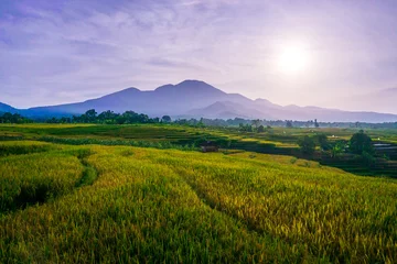 Fototapeten Lila indonesia beauty landscape paddy fields in north bengkulu natural beautiful morning view from Indonesia of mountains and tropical forest  © rahmadhimawan